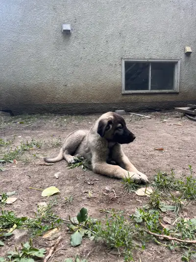 Kangal/Anatolian cross puppies, View more
