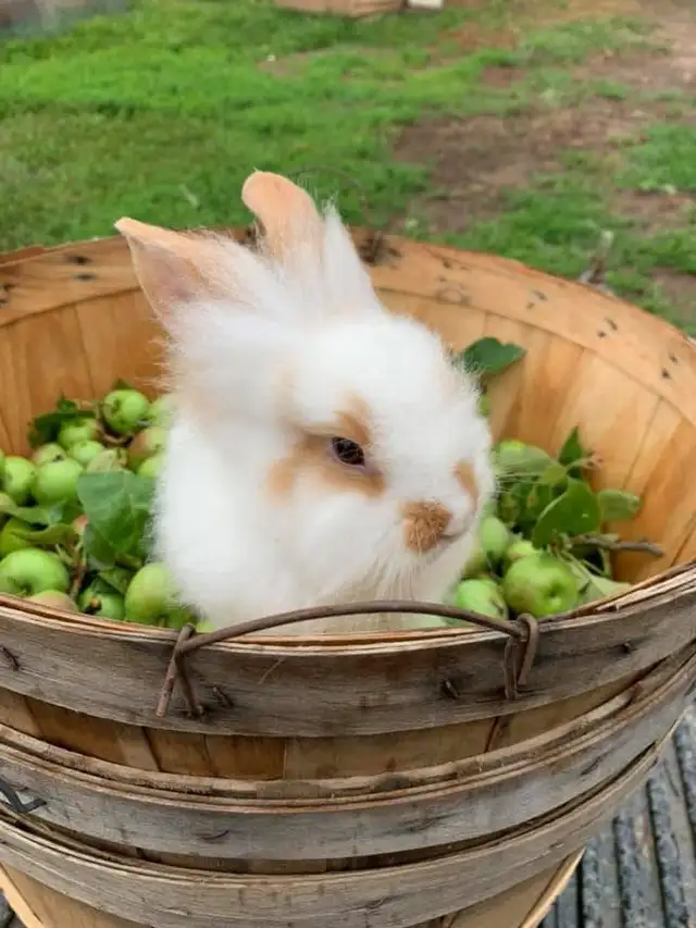 We Offer A Forever Home For Livestock in Livestock in Hamilton - Image 3