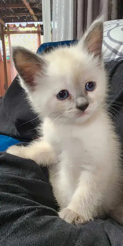 Siamese x munchkin kitten, View more