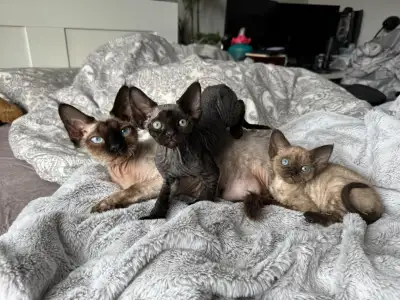 Devon Rex Boy, View more