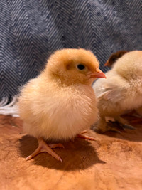 Buff Orpington Chicks