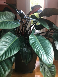 PHILODENDRON  NATURAL PLANT