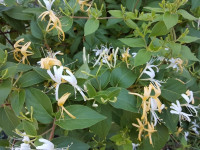 Perennial Honeysuckle plant with established roots