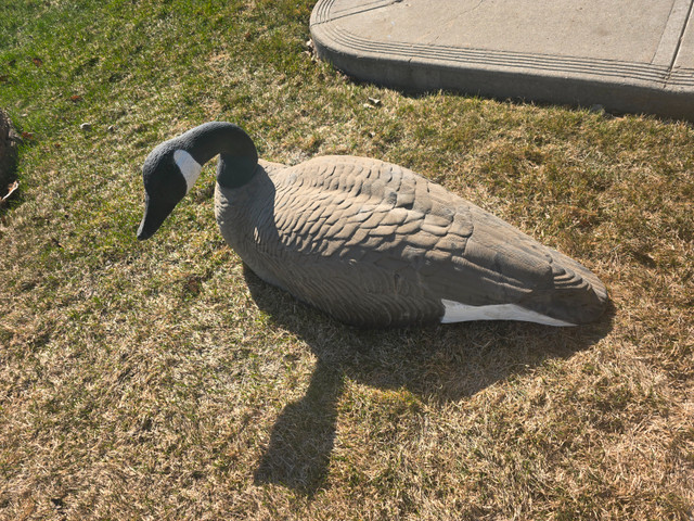 Magnum Candidian Gees Decoys dans Autre  à Ville d’Edmonton - Image 2