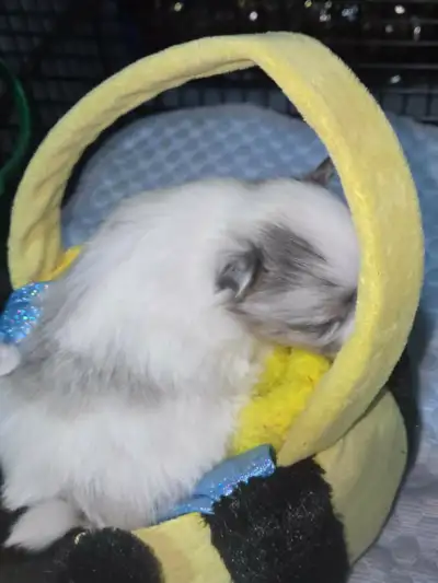 2 POM BOYS  SISTER SOLD new pic dec 11, View more