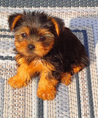 Purebred Yorkshire Terrier puppies