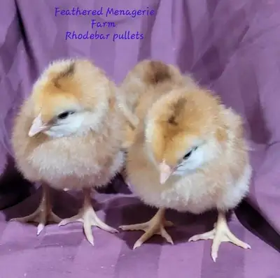 We have chicks coming up. Sexed Rhodebar $6.25 each female. 5.75 each male. Ringneck pheasant chicks...