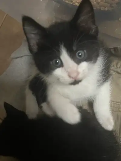 Black tuxedo kittens  (10 weeks old), View more