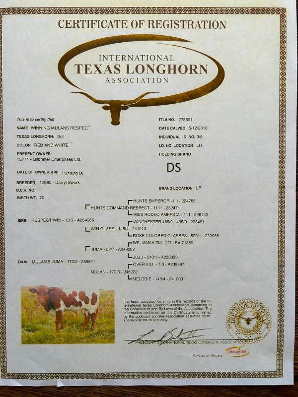 Registered Texas Longhorn Semen for Sale in Canada in Livestock in Medicine Hat - Image 3