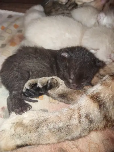 Chatton Highland lynx pure race 2 gène oreil courbé et polydactyl 2 mâle 4 femelle des vrai boule d'...