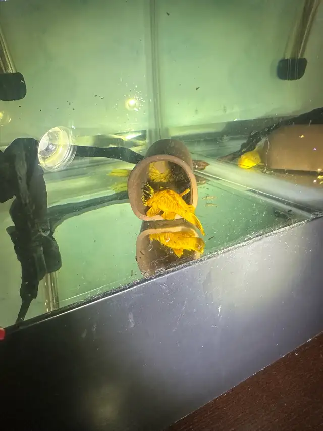 Home Bred Golden Bristlenose Pleco (Juveniles) $8 each in Fish for Rehoming in Richmond - Image 4