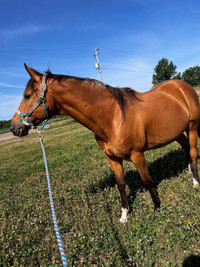 horse aqha 