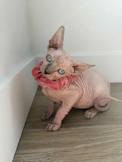 Petite femelle sphynx, View more