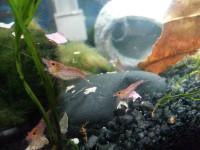 Red Cherry Shrimp for sale.