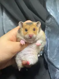 adorable baby hamsters