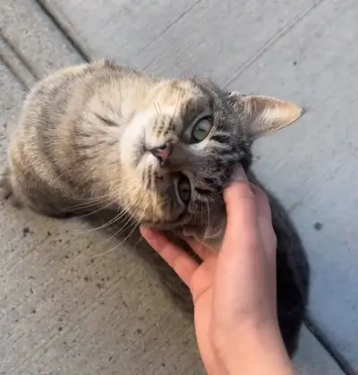 Kitten looking for forever hom, View more