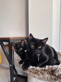 2 Bombay kittens for sale