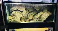 120 Gallon aquarium with 3D background 