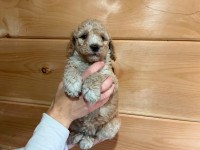 Miniature poodle puppy for sale
