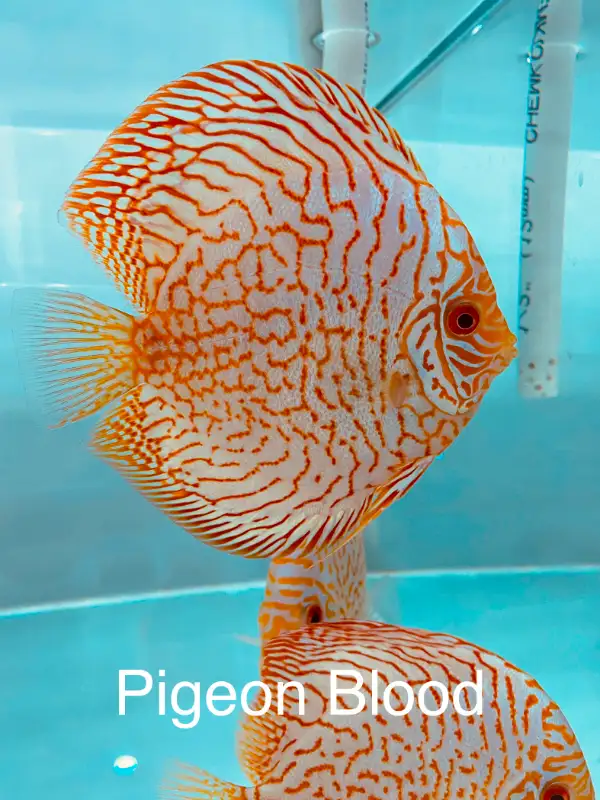 Beautiful discus fish at Fins8 - Shipping Canada wide in Fish for Rehoming in Moncton - Image 9