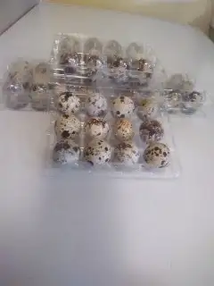 Quail eggs in Livestock in Oakville / Halton Region - Image 2