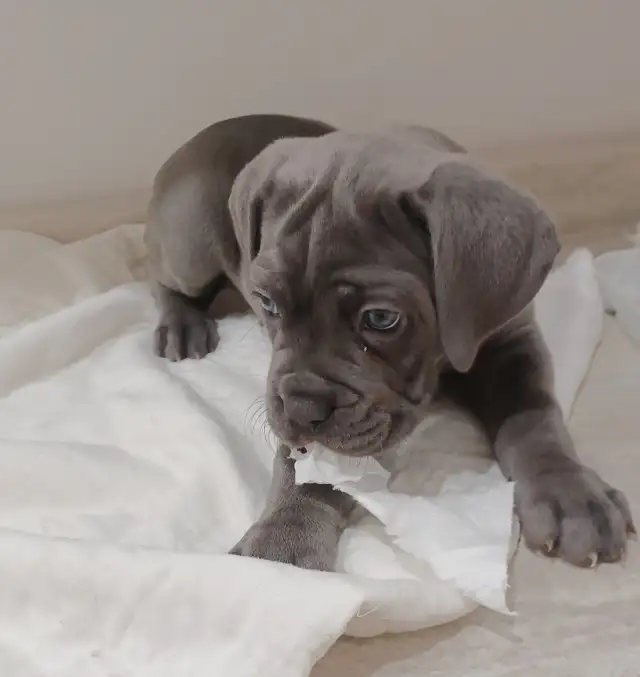 Cane Corso pups,, gray, blue, brindle , formentino in Dogs & Puppies for Rehoming in Markham / York Region - Image 3