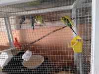 8 budgies and huge cage