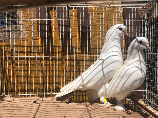 Show quality fancy and tumbler pigeons  in Birds for Rehoming in Oshawa / Durham Region - Image 2