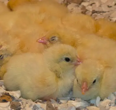 Poussins Chanteclerc, View more