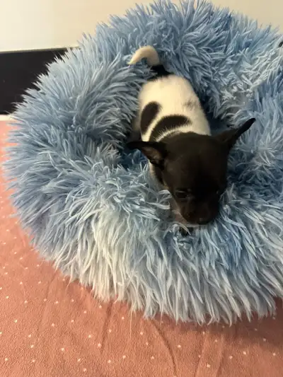 Chihuahua puppies new litter, View more