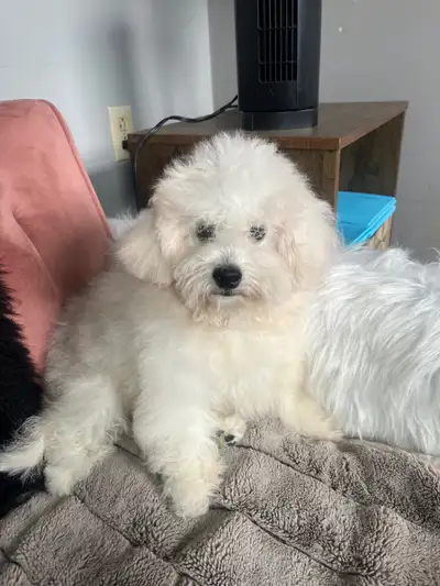 Bichon puppies, View more