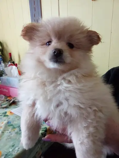I could be yours❤️Pomeranian female, View more