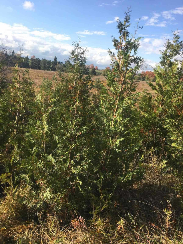 Cedar, Spruce and Pine trees for Sale. in Plants, Fertilizer & Soil in Oakville / Halton Region - Image 3