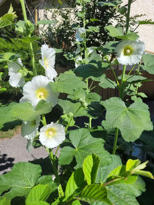 hollyhock plants63023586389507124