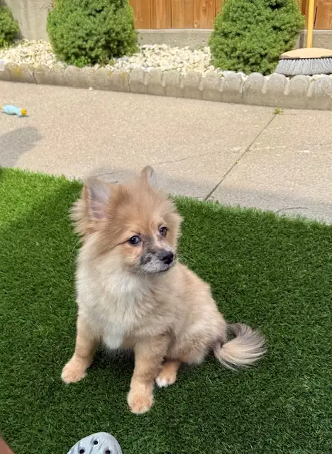 Chiot pomsky  male(438-861-7006) in Dogs & Puppies for Rehoming in City of Montréal - Image 6