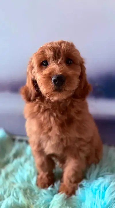 Mini Goldendoodle Puppies , View more