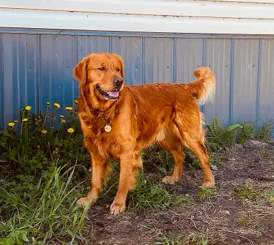 Golden retriever puppies!, View more