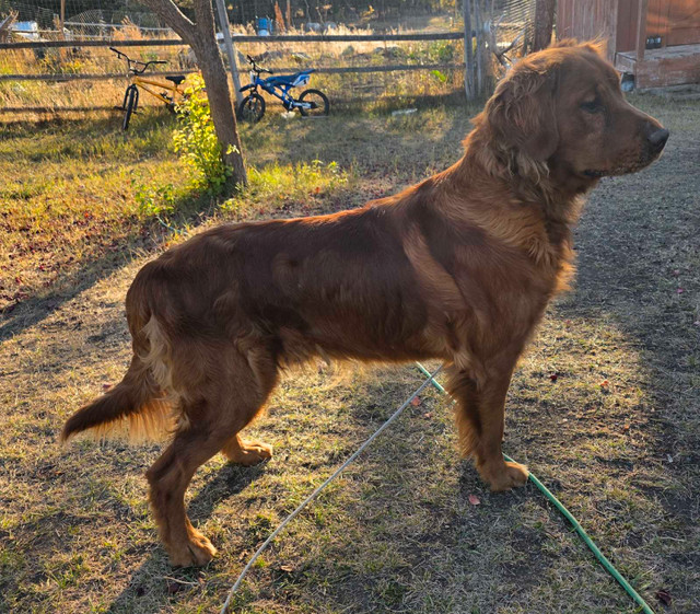 1 year Purebred Red Golden Retriever Intact Male (READ AD) in Dogs & Puppies for Rehoming in Kamloops