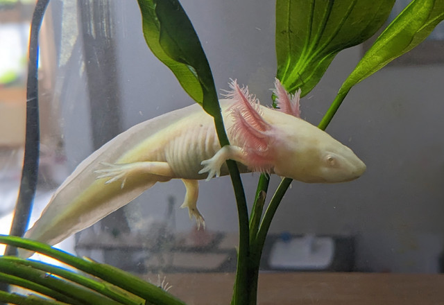 Axolotl for sale in Fish for Rehoming in Calgary - Image 2