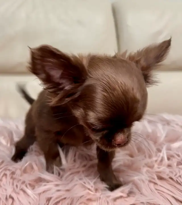 Rare Long-Haired Dark Chocolate Chihuahua Boy – Top Pedigree in Dogs & Puppies for Rehoming in Markham / York Region - Image 8