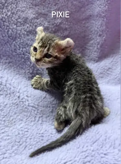 Beautiful Highland Lynx/Mohave Bob Kittens, View more