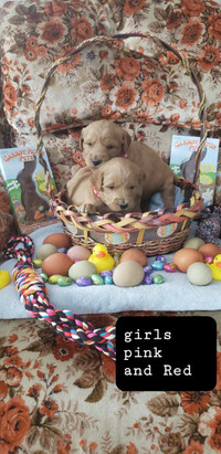 JUST IN TIME FOR EASTER!!! F1 Goldendoodle puppies 