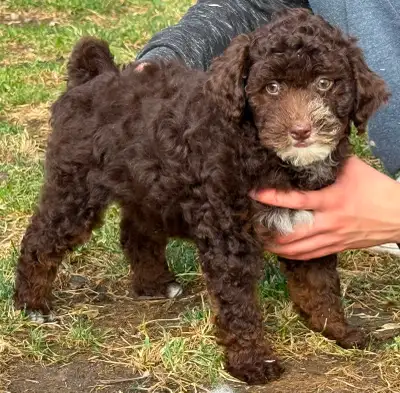 Mini Bernedoodles - Mini Goldendoodles, View more