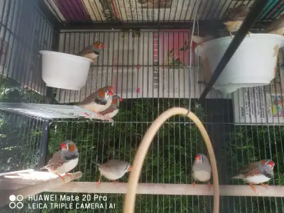 Bird finches for rehome, View more