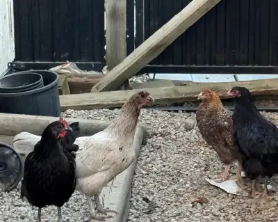 Hens / chickens for sale, View more