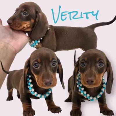 We welcomed two beautiful litter of 5 mini dachshund puppies from our beautiful mamas Peyton & Presl...