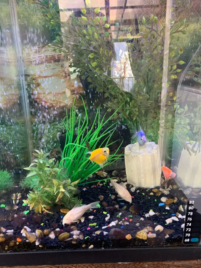 5 gallon Aquairum with fish in Fish for Rehoming in Penticton - Image 3