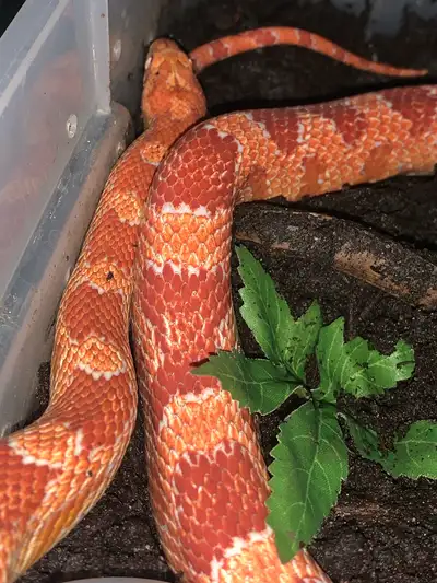 2017 Amelanistic Het. Anery Female, View more