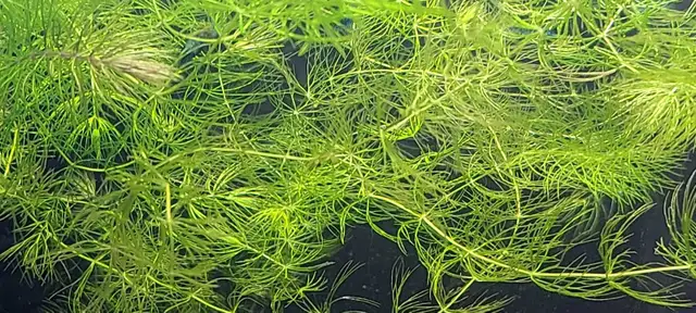 hornwort plant  in Fish for Rehoming in Guelph - Image 2
