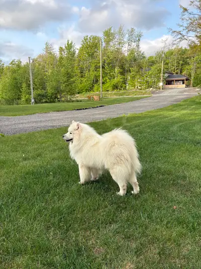 couple de chien samoyède ( samoyed ), View more